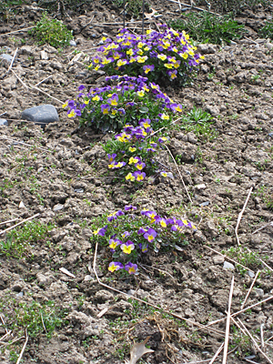 pansy unmulched